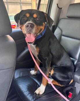 Boxer and Rottweiler Dogs Available for Adoption - Rocko * Adopt Or Foster* | PetCurious