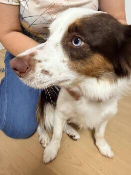 Cardigan Welsh Corgi and Border Collie Dogs Available for Adoption in Powder Springs, Georgia - Charlie III | PetCurious