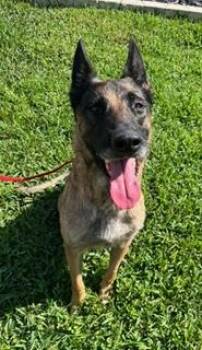 Rayna -  Belgian Shepherd Malinois Dog for Adoption in Wekiwa Springs, Florida - Rayna | PetCurious