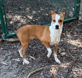 Megan -  Hound Dog for Adoption in Little Rock, Arkansas - Megan | PetCurious