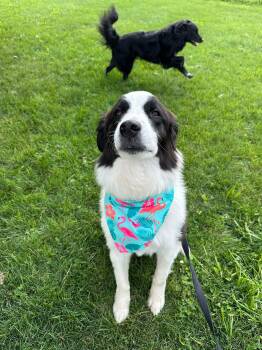 Trip -  Border Collie and Mixed Breed Dog for Adoption in Dysart, Iowa - Trip | PetCurious