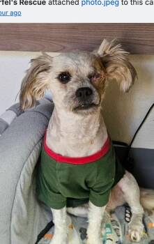 Scout -  Miniature Poodle and Maltese Dog for Adoption in Boulder, Colorado - Scout | PetCurious