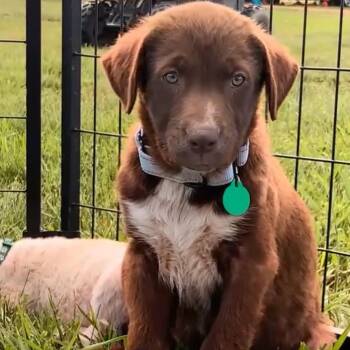 Thin Mint -  Mixed Breed Dog for Adoption in Buffalo, Minnesota - Thin Mint | PetCurious