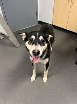 ROSIE -  Husky and Mixed Breed Dog for Adoption in Corpus Christi, Texas - ROSIE | PetCurious