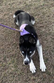 Dascha -  Husky and German Shepherd Dog Dog for Adoption in Mckinney, Texas - Dascha | PetCurious