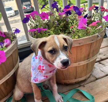 Raven -  Labrador Retriever Dog for Adoption in Clarksburg, Ontario - Raven | PetCurious
