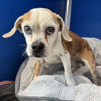 Mixed Breed Dogs Available for Adoption in Las Cruces, New Mexico - Blossom | PetCurious