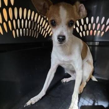 BRANDY -  Mixed Breed Dog for Adoption in Fernandina Beach, Florida - BRANDY | PetCurious