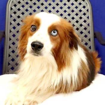 Samson -  Shetland Sheepdog Sheltie Dog for Adoption in Fort Davis, Texas - Samson | PetCurious