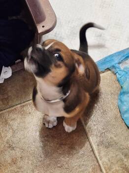 Jack Russell Terrier Dogs Available for Adoption - Hippo | PetCurious