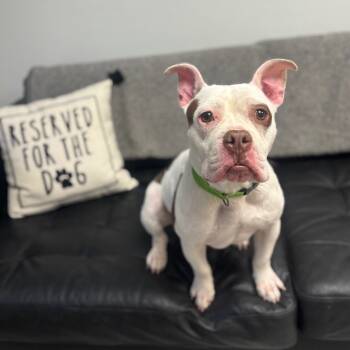 Rescue American Bulldog Dogs for Adoption in St. Peters, Missouri - Blanca | PetCurious