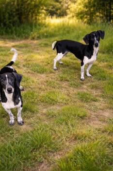 Dachshund Dogs Available for Adoption in Lutz, Florida - Dottie And Dorothy | PetCurious