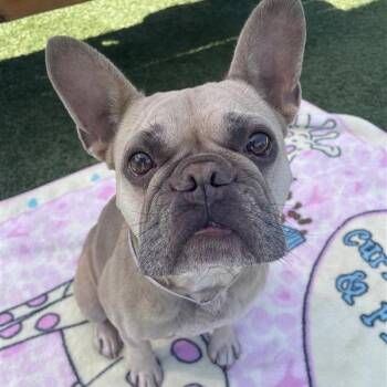 French Roll -  French Bulldog Dog for Adoption in Long Beach, California - French Roll | PetCurious