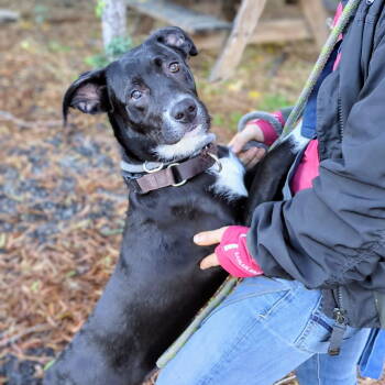 Rescue Pit Bull Terrier Dogs for Adoption in Oakland, California - Quince | PetCurious