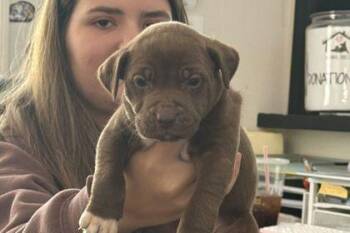Twister -  Pit Bull Terrier and Mixed Breed Dog for Adoption in Westland, Michigan - Twister | PetCurious
