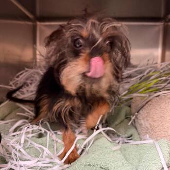 Rocky -  Yorkshire Terrier Dog for Adoption in Lakeland, Florida - Rocky | PetCurious