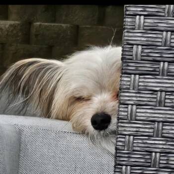Pirate -  Maltese and Pomeranian Dog for Adoption in Omaha, Nebraska - Pirate | PetCurious