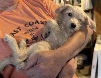 Rescue Yorkie Poo and Mixed Breed Dogs for Adoption in Cincinnati, Ohio - MO | PetCurious