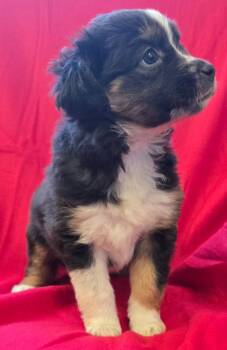Mixed Breed Dogs Available for Adoption in Murphysboro, Illinois - Mabel | PetCurious