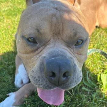 Grub -  Mixed Breed Dog for Adoption in Pittsburgh, Pennsylvania - Grub | PetCurious