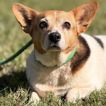 Elaroo -  Corgi and Jack Russell Terrier Dog for Adoption in Meherrin, Virginia - Elaroo | PetCurious