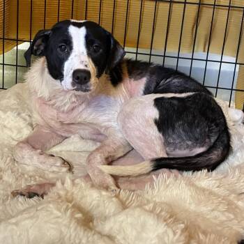 Luna -  Hound and Terrier Dog for Adoption in Harrisonburg, Virginia - Luna | PetCurious