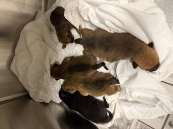 A1933626 -  German Shepherd Dog and Mixed Breed Dog for Adoption in Riverside, California - A1933626 | PetCurious