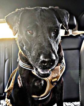 Cole -  Labrador Retriever and Mixed Breed Dog for Adoption in Brookshire, Texas - Cole | PetCurious