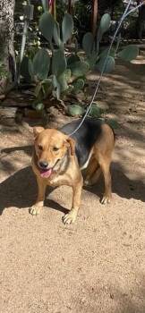 Rescue Beagle Dogs for Adoption in Denison, Texas - Brownie | PetCurious