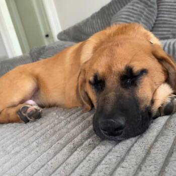 Mixed Breed and Shepherd Dogs Available for Adoption in Madison, Wisconsin - Hermie | PetCurious