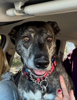 Rescue Catahoula Leopard Dog and Mixed Breed Dogs for Adoption - Ameer | PetCurious