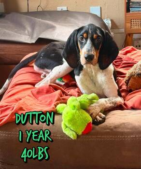 DUTTON -  Hound Dog for Adoption in Holbrook, New York - DUTTON | PetCurious