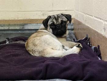 A1048088 -  Pug Dog for Adoption in Martinez, California - A1048088 | PetCurious