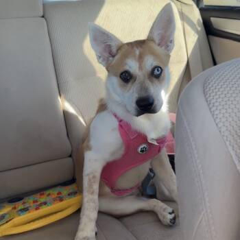 Rescue Husky and Mixed Breed Dogs for Adoption in Tacoma, Washington - Kona | PetCurious