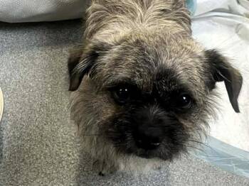 Cairn Terrier and Pug Dogs Available for Adoption - LARRY | PetCurious