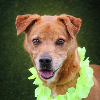 Mixed Breed Dogs Available for Adoption in Lake Jackson, Texas - Dodge | PetCurious