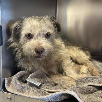 IVHS-Stray-141816 -  Terrier Dog for Adoption in San Gabriel, California - IVHS-Stray-141816 | PetCurious