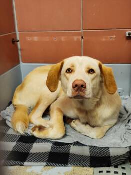 RAGNAR -  Labrador Retriever and Mixed Breed Dog for Adoption in Houston, Texas - RAGNAR | PetCurious