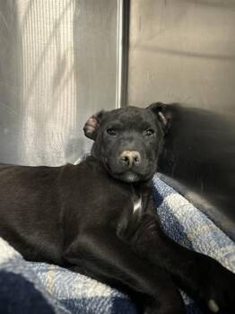 American Staffordshire Terrier and Siberian Husky Dogs Available for Adoption in Indianapolis, Indiana - TUGGBOAT | PetCurious