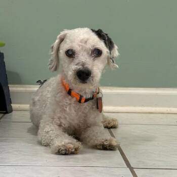 Scottie -  Miniature Poodle and Mixed Breed Dog for Adoption in Helena, Alabama - Scottie | PetCurious
