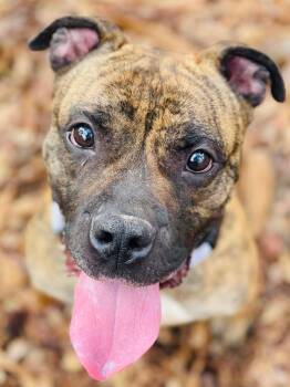 American Staffordshire Terrier and Boxer Dogs Available for Adoption in Social Circle, Georgia - Flynn | PetCurious