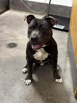 MISSY -  Pit Bull Terrier Dog for Adoption - MISSY | PetCurious