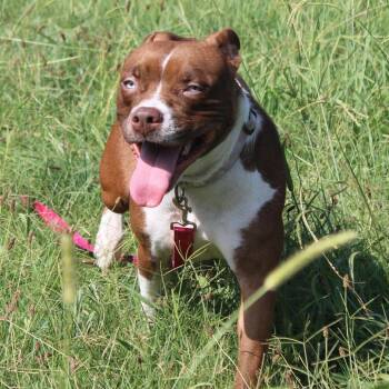 Zelda -  American Staffordshire Terrier and Mixed Breed Dog for Adoption in Hattiesburg, Mississippi - Zelda | PetCurious