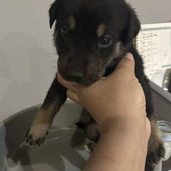 Rescue Rottweiler Dogs for Adoption in Niagara Falls, Ontario - Ginger (20251022-10) | PetCurious