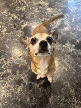 Mixed Breed Dogs Available for Adoption in Cincinnati, Ohio - Bean | PetCurious