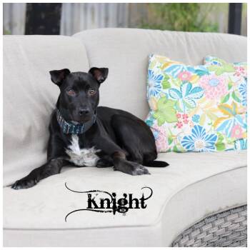 Knight -  Terrier Dog for Adoption in Sioux Falls, South Dakota - Knight | PetCurious