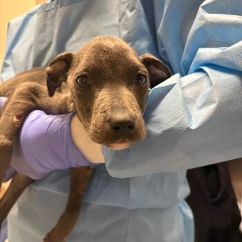 Stone 9039 -  Mixed Breed Dog for Adoption in Loxahatchee Groves, Florida - Stone 9039 | PetCurious