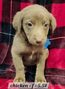 Australian Shepherd Dogs Available for Adoption - Chicken | PetCurious