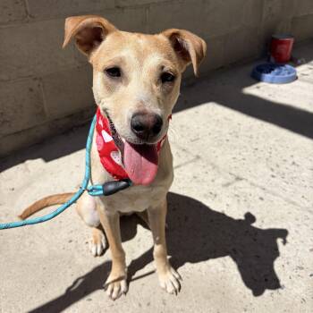 Sophie -  Labrador Retriever and Mixed Breed Dog for Adoption in Poway, California - Sophie | PetCurious