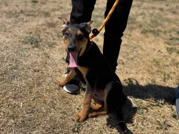 Diego -  Cattle Dog and Mixed Breed Dog for Adoption in Vacaville, California - Diego | PetCurious